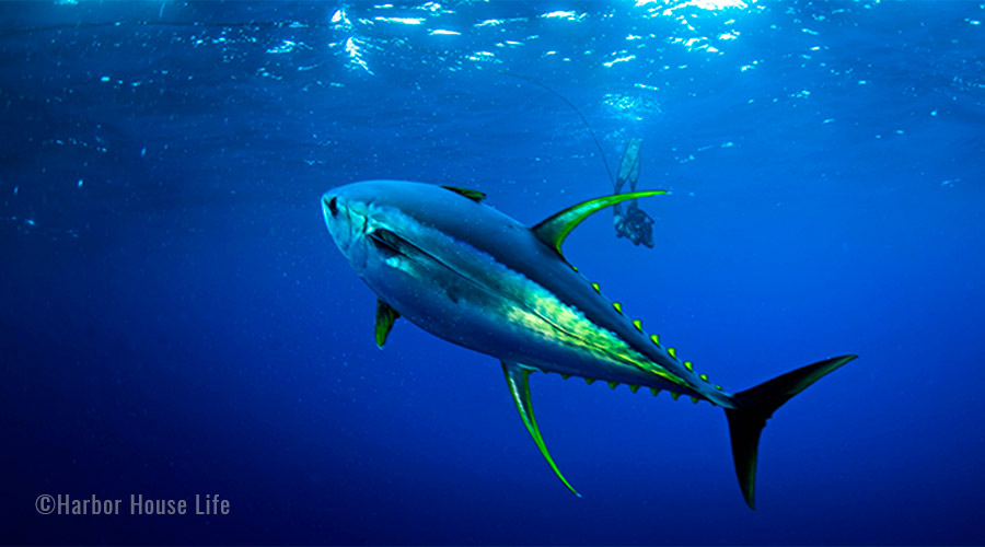 Yellowfin_900x500-2