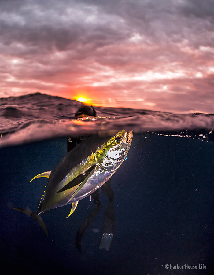 yellowfin_and_sunset_700x900