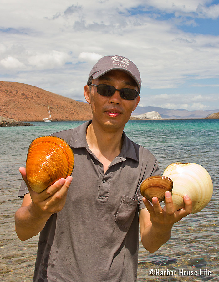 HHL-Baja-81_seashells_700x900