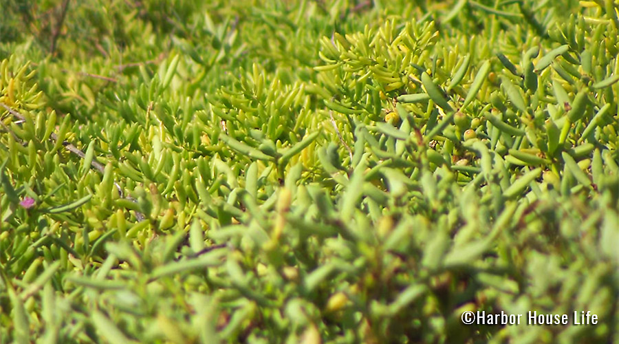 Pickleweed_900x500
