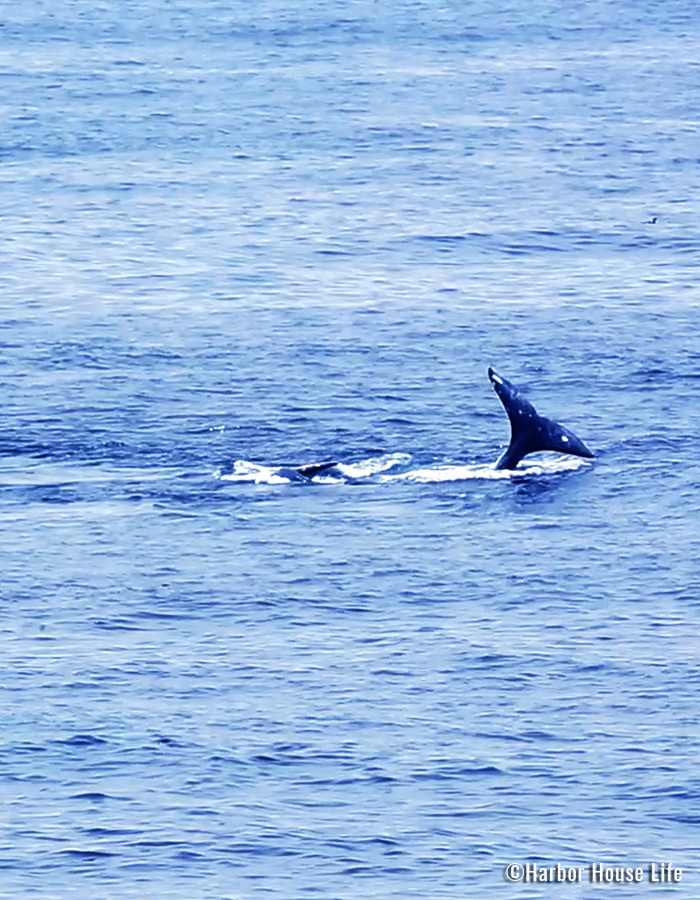 Whale_700x900-2