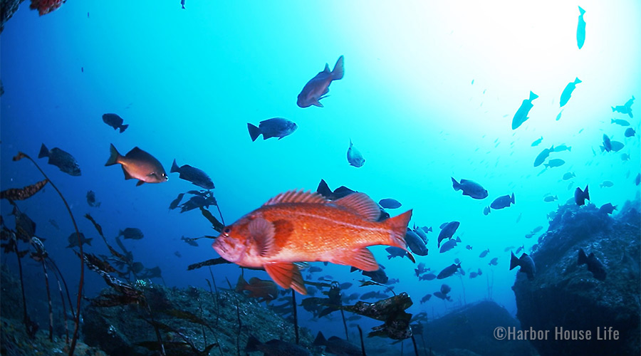 red_snapper_900x500-2